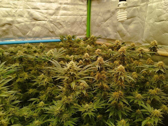 Growreport Bild 20