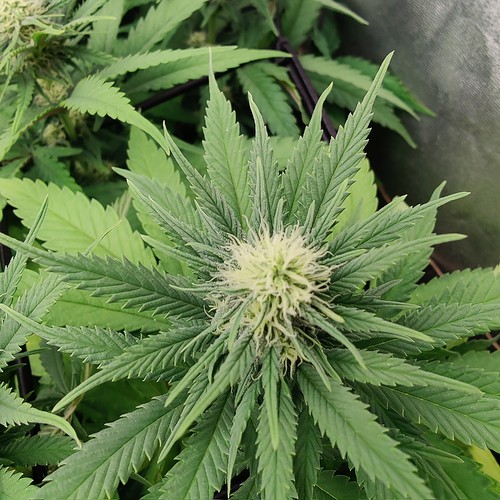 Growreport Bild 11