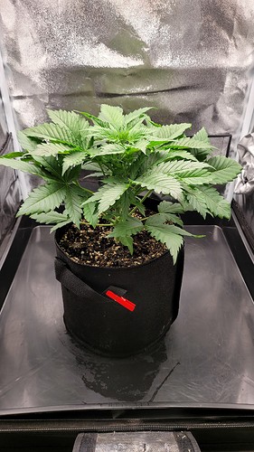Growreport Bild 2