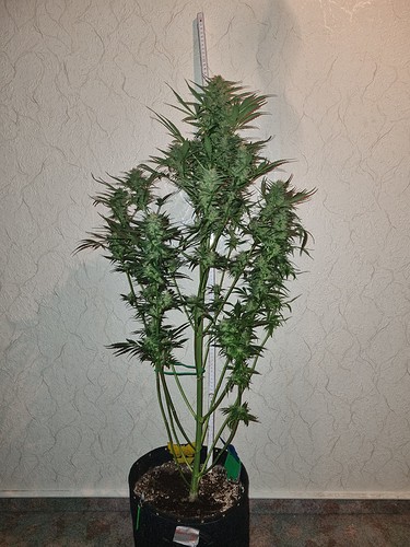 Growreport Bild 1