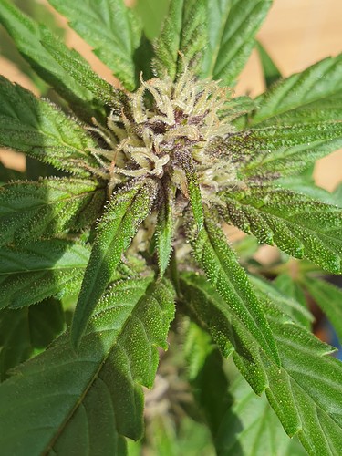 Growreport Bild 5