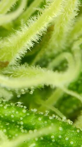 Growreport Bild 43
