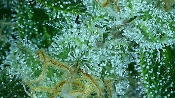 Growreport Bild 28