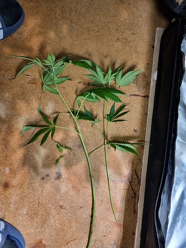 Growreport Bild 7