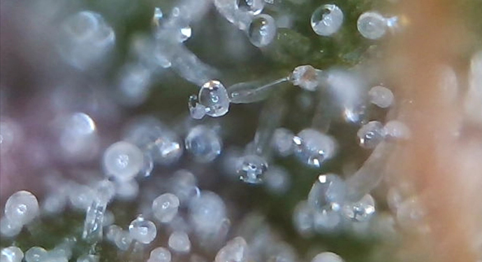 Growreport Bild 8
