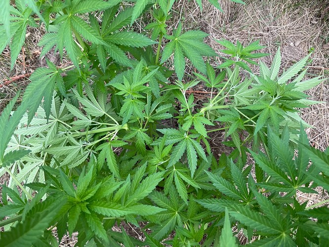 Growreport Bild 29