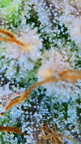 Growreport Bild 4