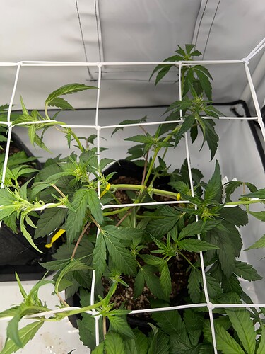 Growreport Bild 1