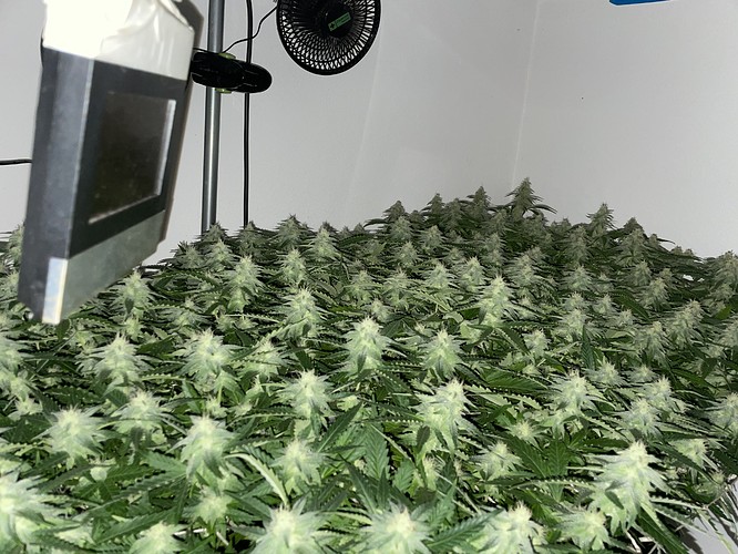 Growreport Bild 9