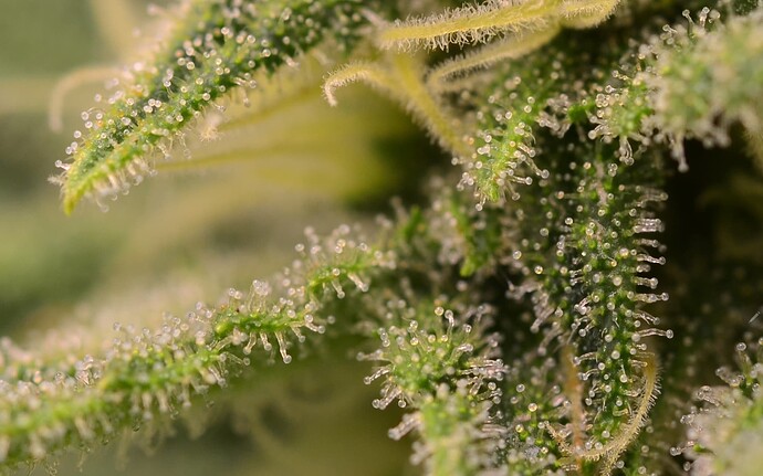 Screenshot_20230618_130219_Gallery