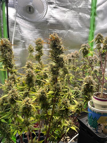 Growreport Bild 15