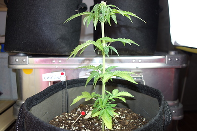 Eine junge Cannabispflanze in einem Stofftopf, die sich in der Wachstumsphase befindet. Sie hat mehrere Verzweigungen und beginnt, kleine Blütenansätze zu bilden. Ein Namensschild mit der Aufschrift "CAITLIN" ist am Topfrand befestigt.