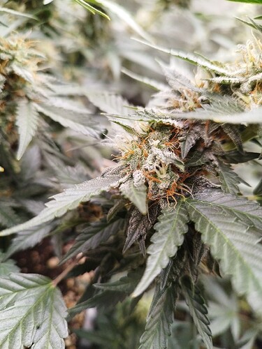 Growreport Bild 10