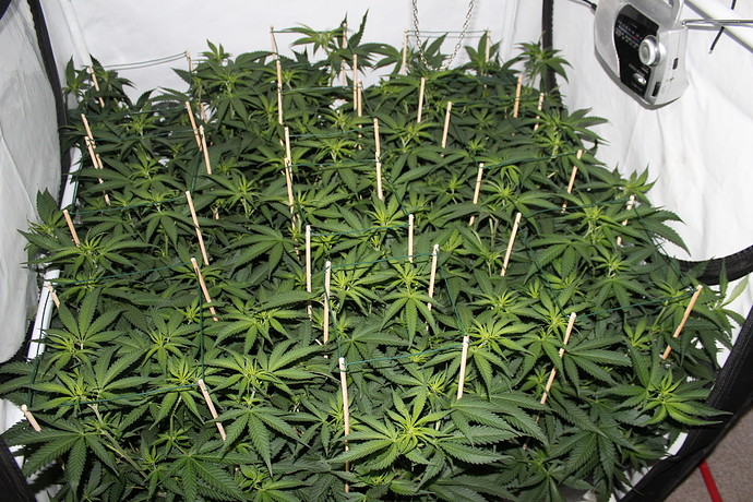 Growreport Bild 10