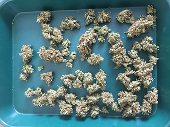 Growreport Bild 9