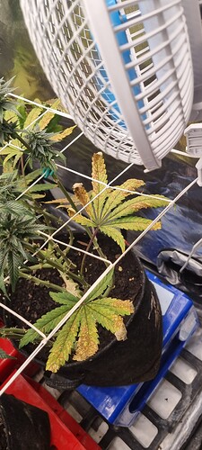 Growreport Bild 38