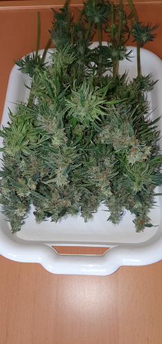 Growreport Bild 1