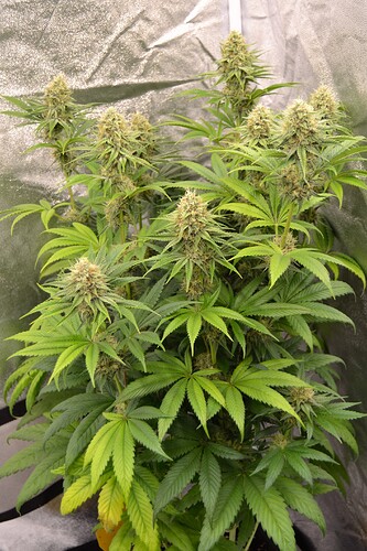 Growreport Bild 12