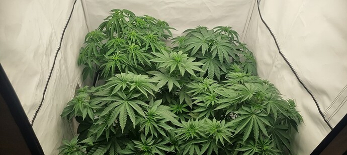 Growreport Bild 18