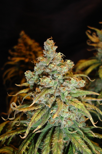 Growreport Bild 28