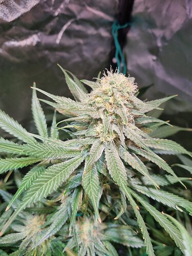 Growreport Bild 24