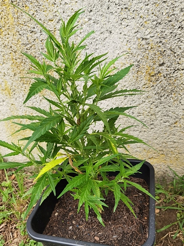 Growreport Bild 1