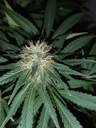 Growreport Bild 12