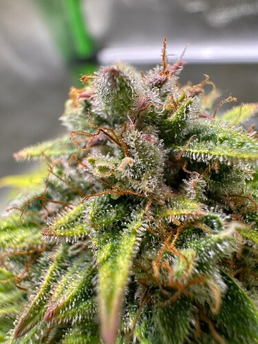 Growreport Bild 19