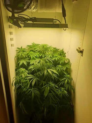 Growreport Bild 11
