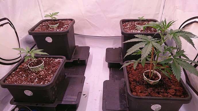 obscura1660681393321