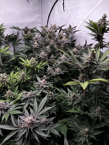 Growreport Bild 9