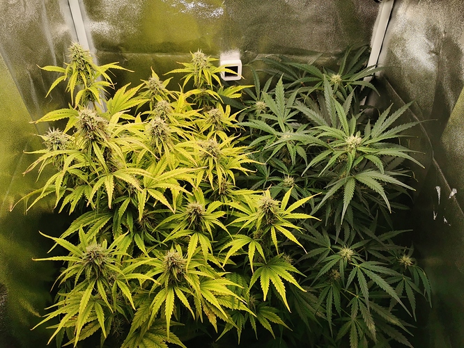 Growreport Bild 1