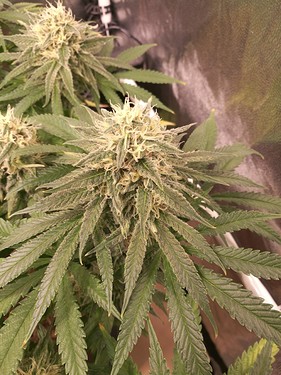 Growreport Bild 12