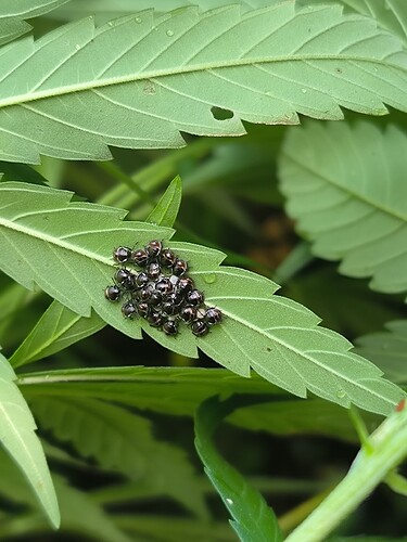 Growreport Bild 8