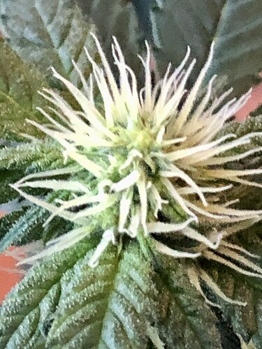 Growreport Bild 7