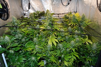Growreport Bild 1