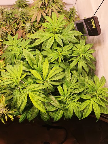 Growreport Bild 19