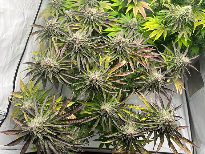 Growreport Bild 16