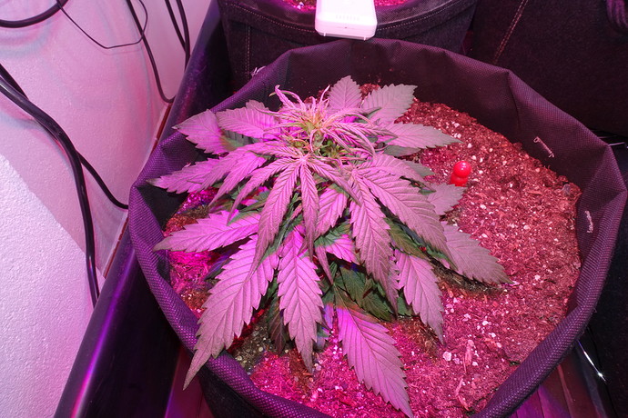 Growreport Bild 4