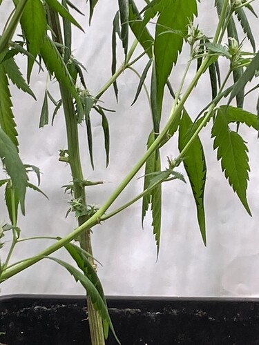 Growreport Bild 6