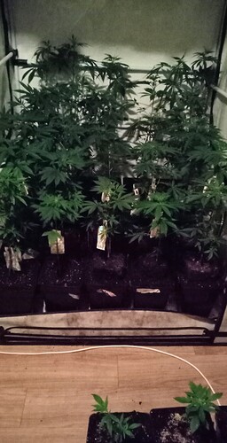 Growreport Bild 39