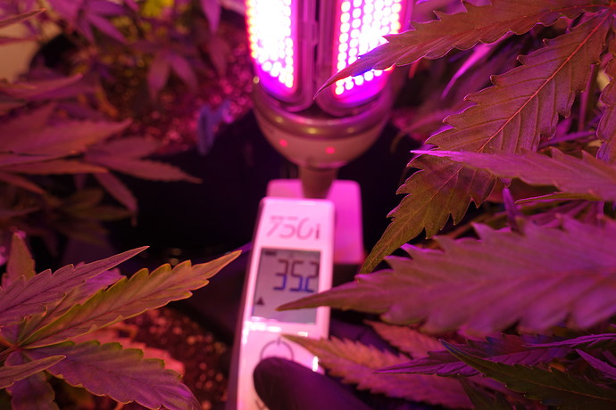 Growreport Bild 7
