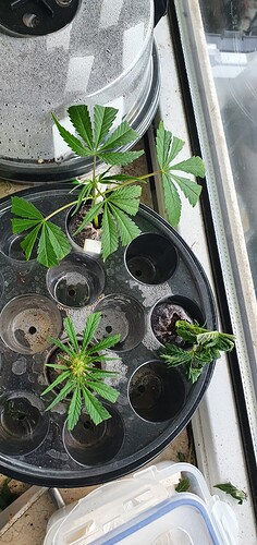 Growreport Bild 2