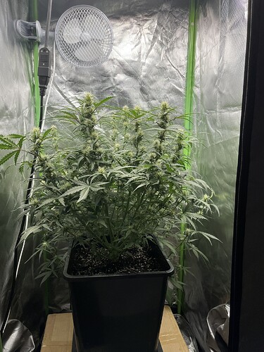 Growreport Bild 3