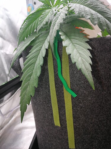 Growreport Bild 19