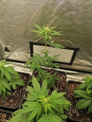 Growreport Bild 3