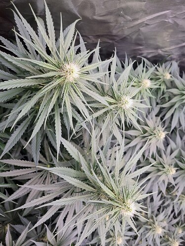 Growreport Bild 5
