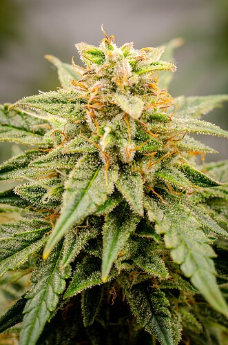 Growreport Bild 3