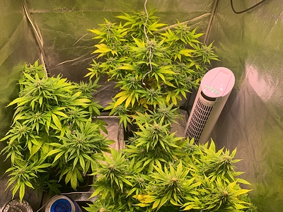 Growreport Bild 1