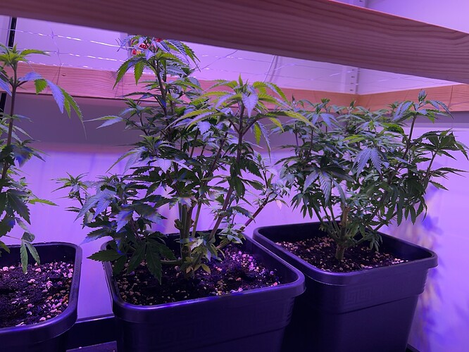 Growreport Bild 1